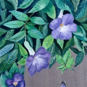 Celastrina et Thunbergia