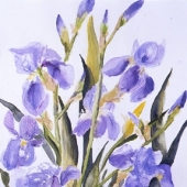 Iris Bleus