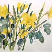 Jonquilles