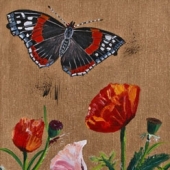 Red Amiral et Coquelicots